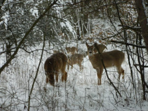 March 2013 Snow-Forest Glen