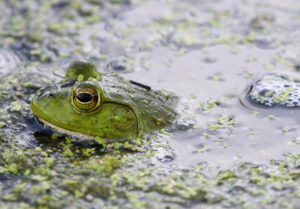 bullfrog