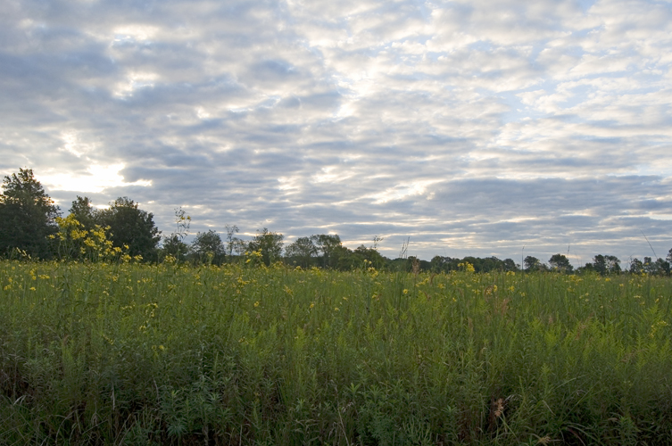 Prairies/Native Plants – Vermilion County Conservation District