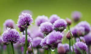 Herb Garden Chives