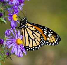 Monarch and Aster