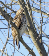 red tail hawk