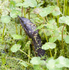 Snake Heron Co. Park