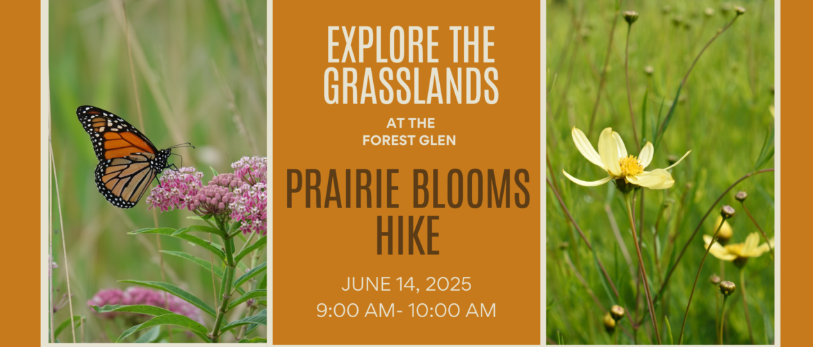 Explore the Grasslands at Forest Glen - prairie Blooms Hike flyer